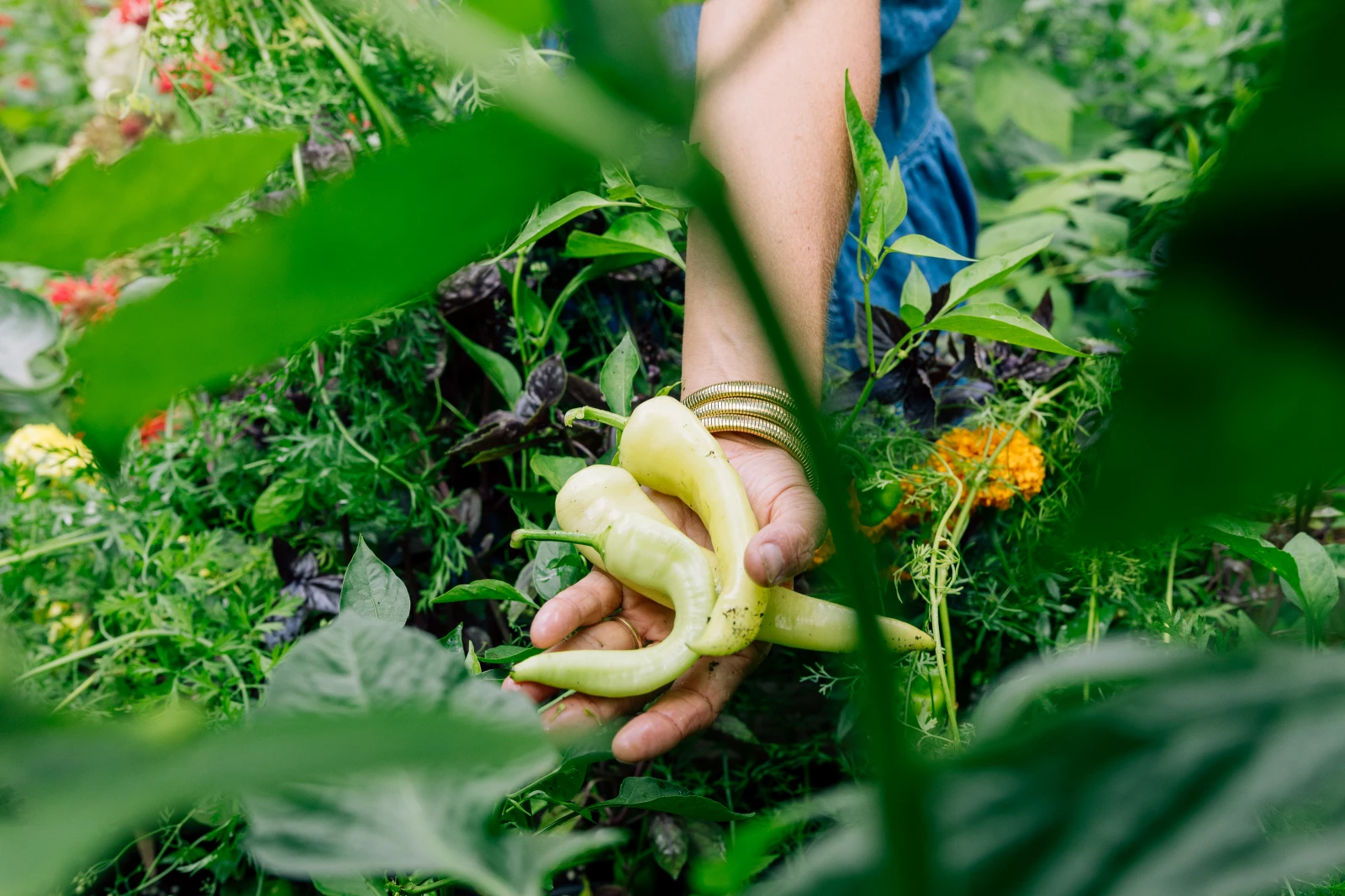 2 banana peppers