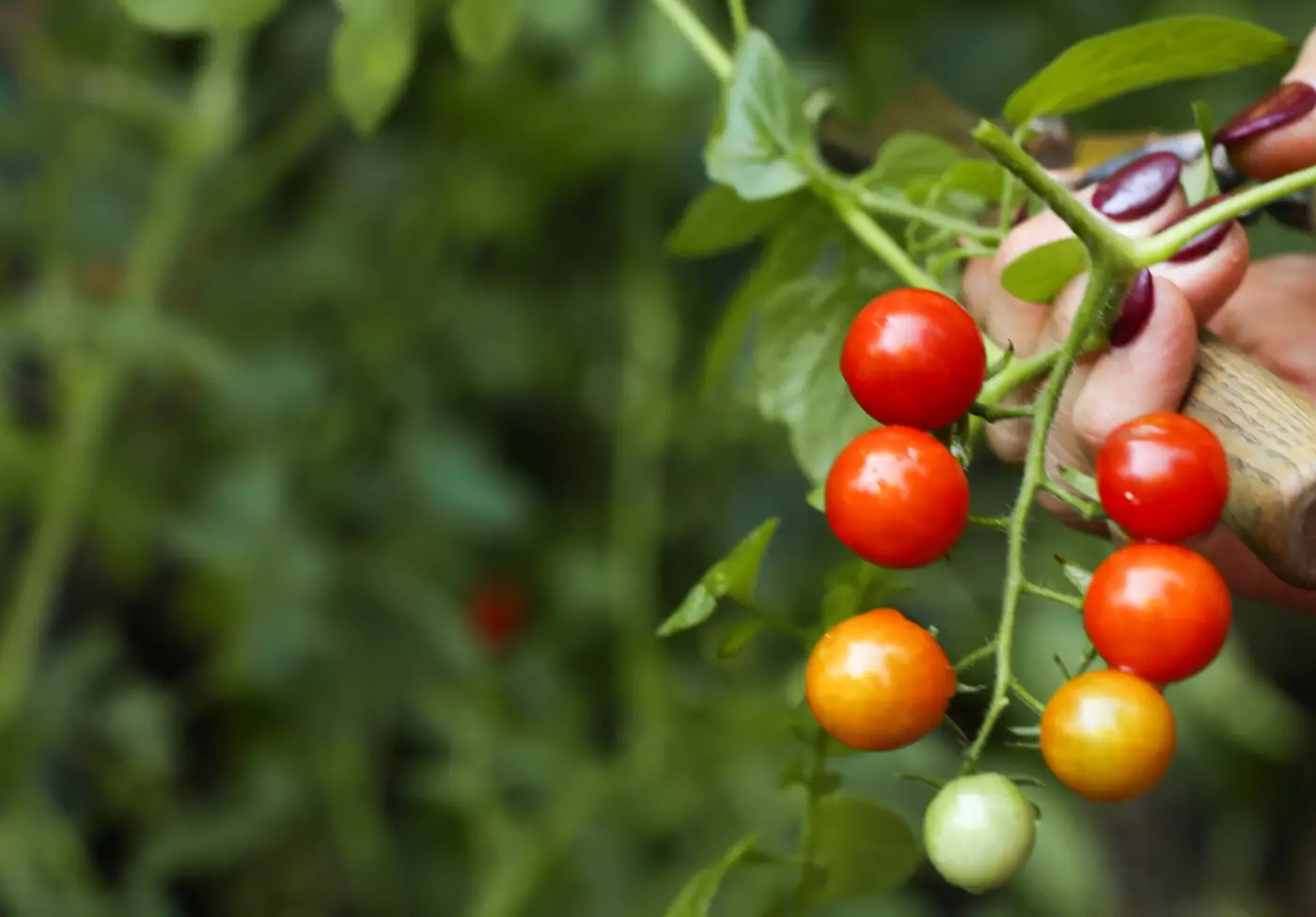 several cherry tomatoes on a vine in a garden