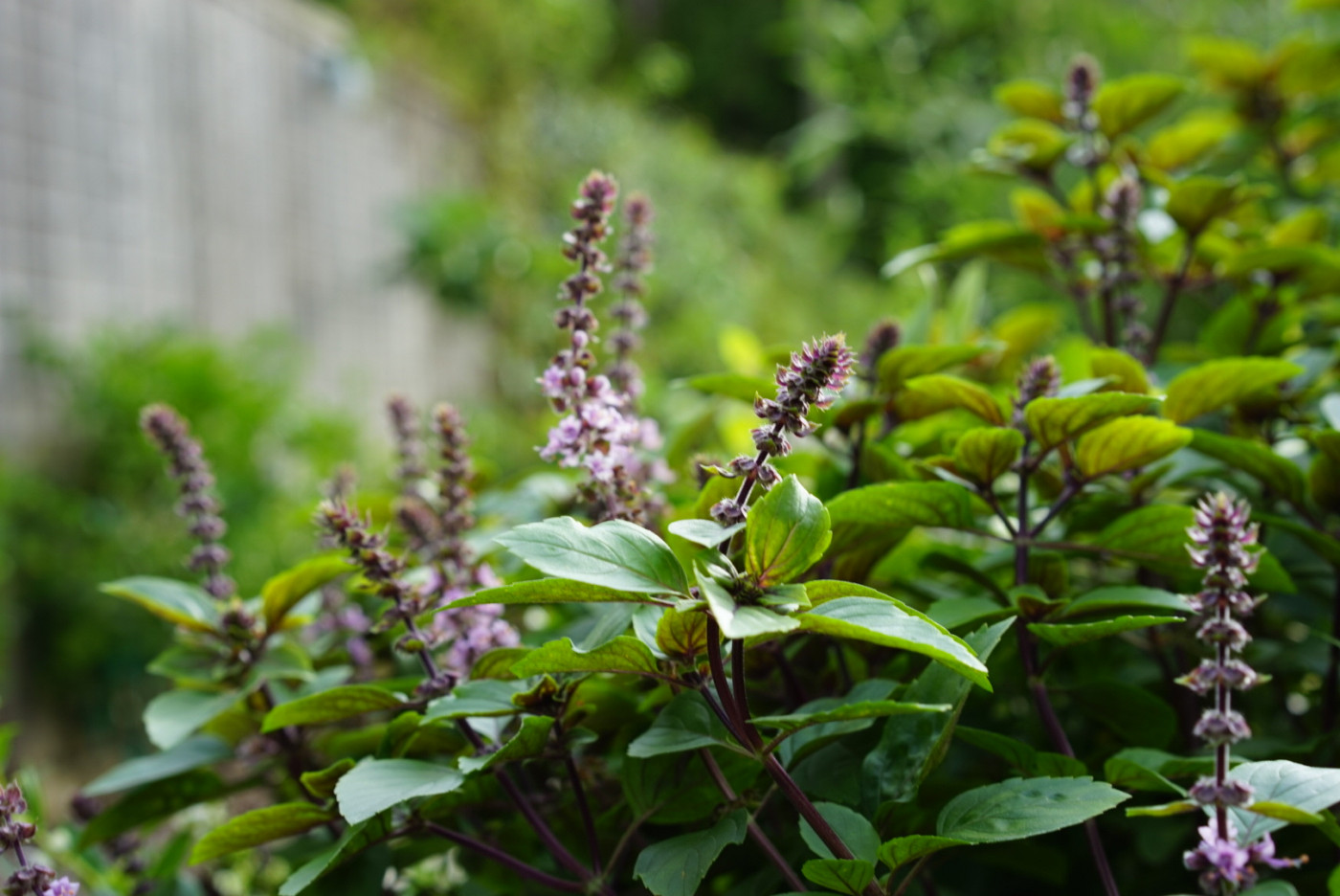 close up of basil flowering