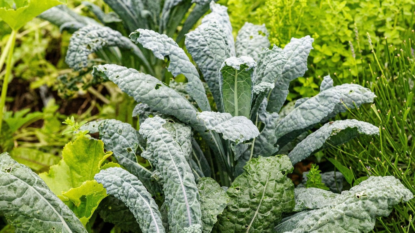 what do holes in kale leaves mean?