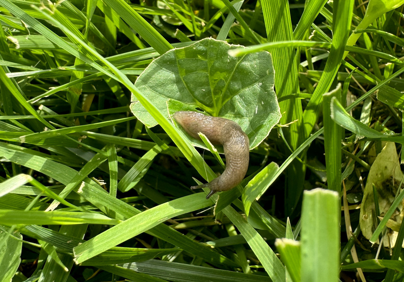 brown slug on leaves